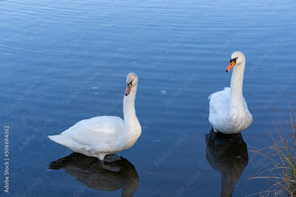 Schwan Ehepaar von Kopf bis Flossen Schwan Ehepaar von Kopf bis Flossen