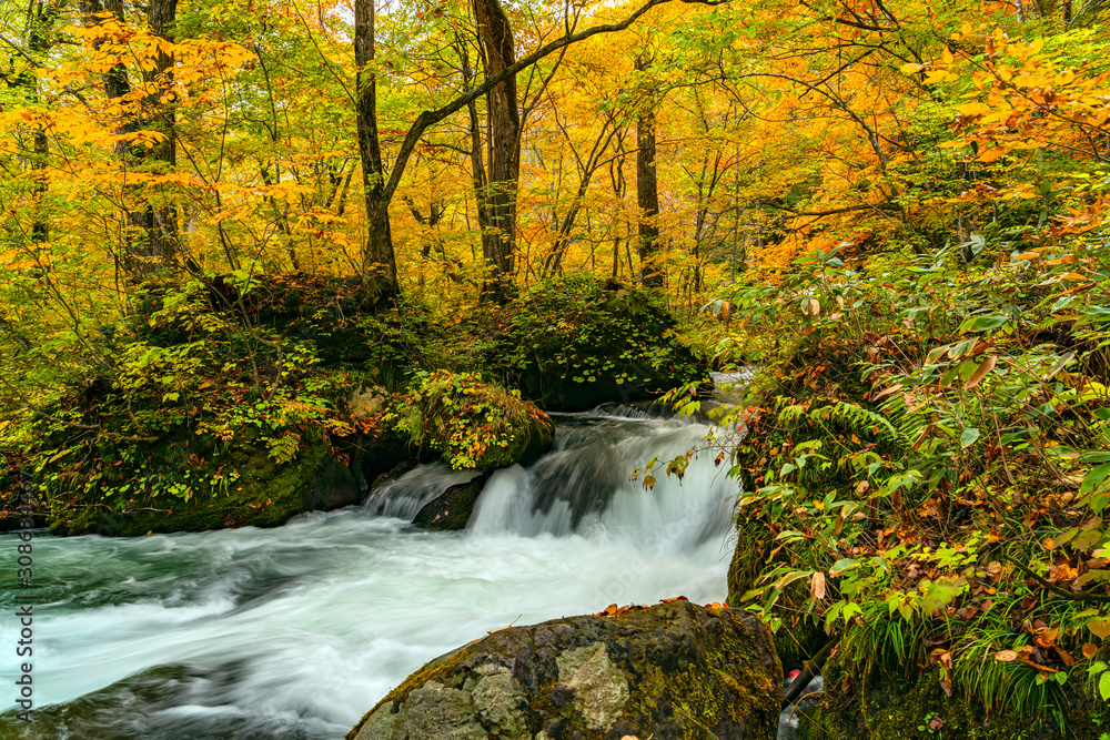 Beautiful Oirase Mountain Stream flow passing the colorful foliage in autumn season forest at Oirase Valley in Towada Hachimantai National Park, Aomori Prefecture, Japan.