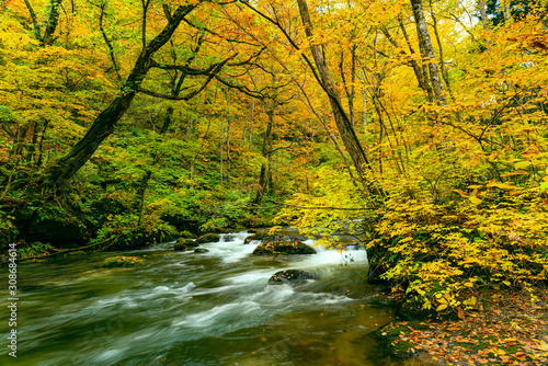 Beautiful view of Oirase River flow passing green mossy rocks in the colorful foliage forest of autumn season at Oirase Gorge in Towada Hachimantai National Park, Aomori Prefecture, Japan.