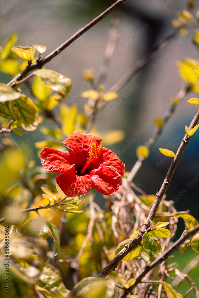 Red flower on the Crete island Greece at summer sun Red flower on the Crete island Greece at summer sun
