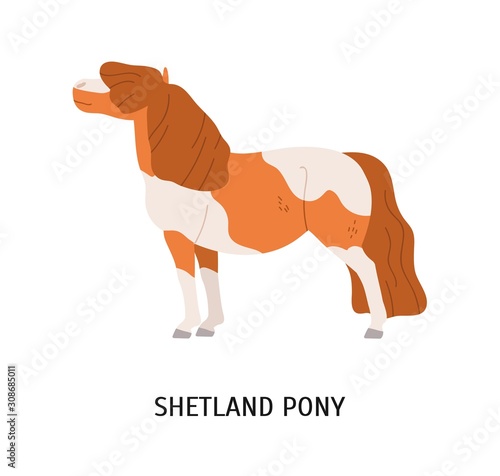 Shetland pony flat vector illustration