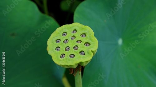 Natural Lotus Flower Blooms in a beautiful garden, exotic round seed stand of a lotus isolated on blurry background photo