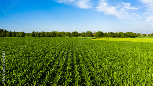 Aerial view of a corn field in rural Flanders