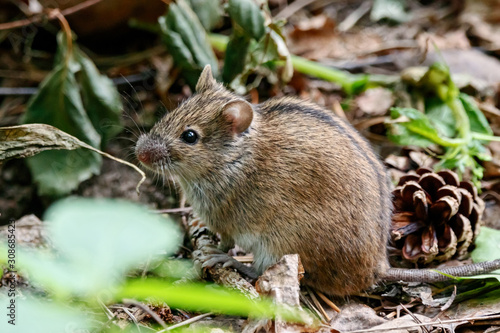 Striped field mouse apodemus agrarius sitting on ground. Cute common forest rodent animal in wildlife.