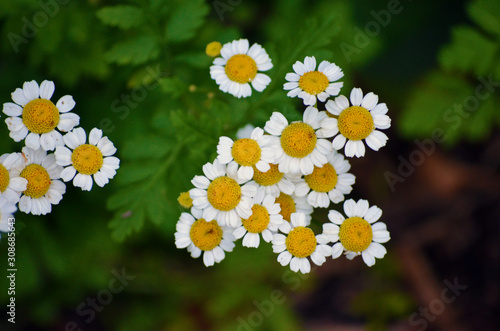 white flowers on green background