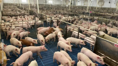 Chaos, crazy pigs scared running in massive pig production facility, barn for fattening hogs for slaughter photo
