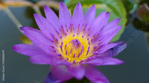 close up of purple and yellow  water lily