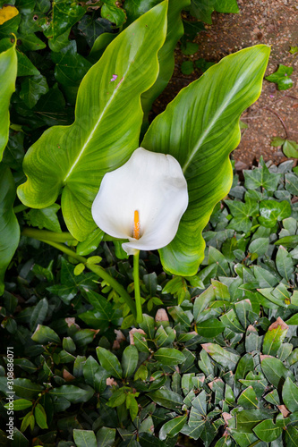 Calla flower in the garden photo