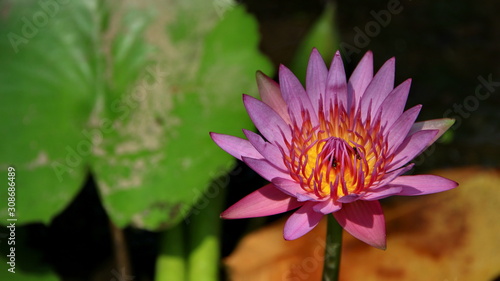 Natural Lotus Flower Blooms in a beautiful garden, exotic round seed stand of a lotus isolated on blurry background