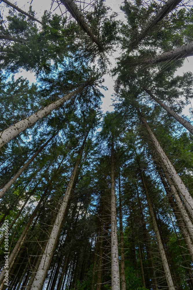 Fototapeta premium Conifers forest treetops