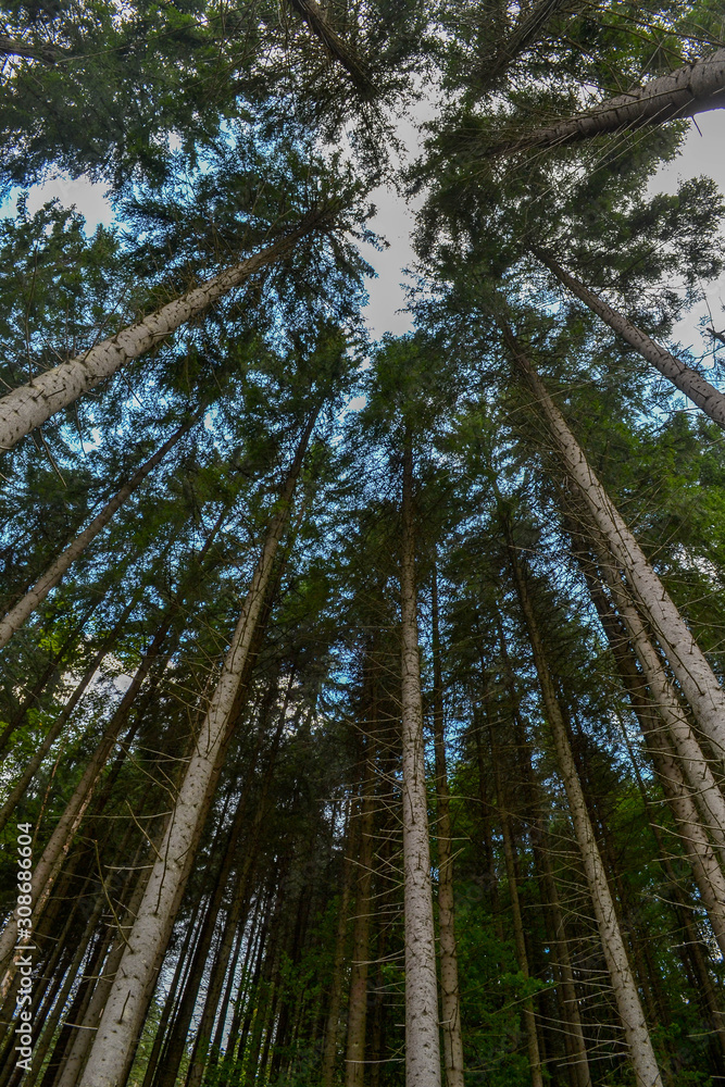 Fototapeta premium Conifers forest treetops