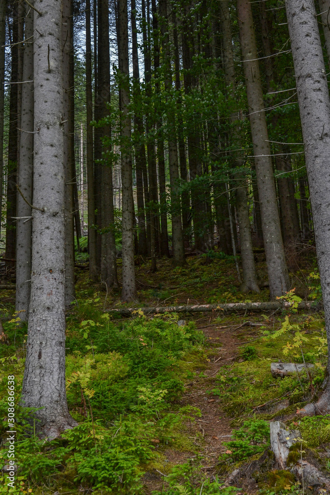 Obraz premium Wilderness forest