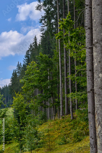 Forest on the hillside