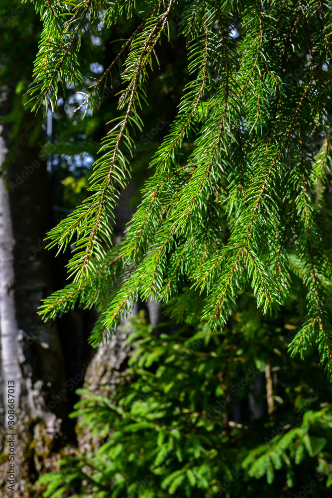 Conifer tree background Conifer tree background