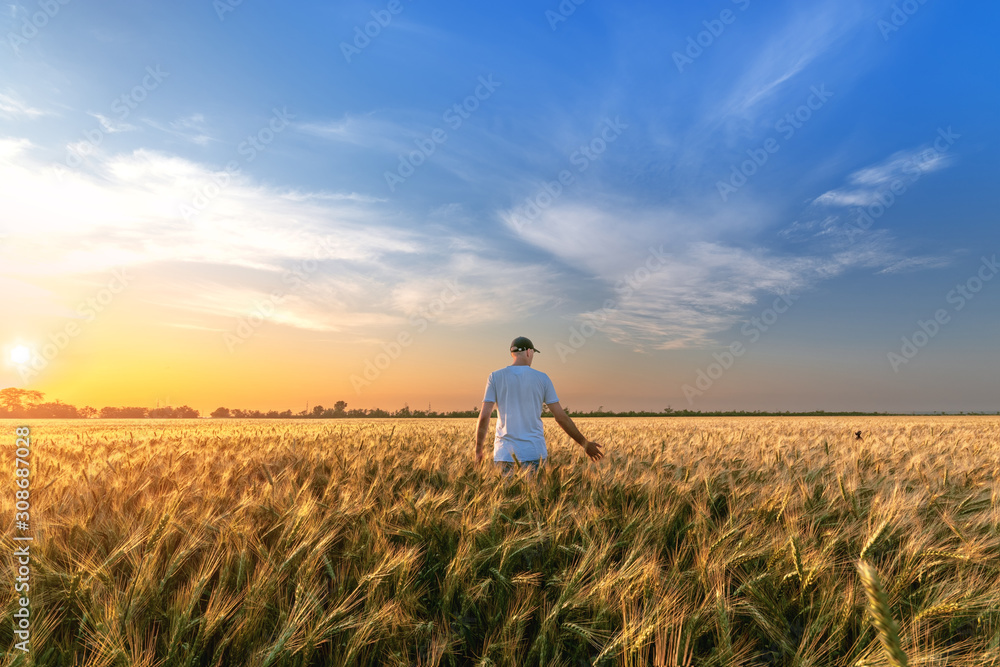 man standing on a field of wheat / evening landscape fields Ukraine man standing on a field of wheat / evening landscape fields Ukraine