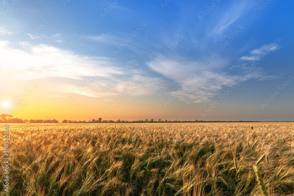 wheat at sunset evening photo / fields of Ukraine evening landscape