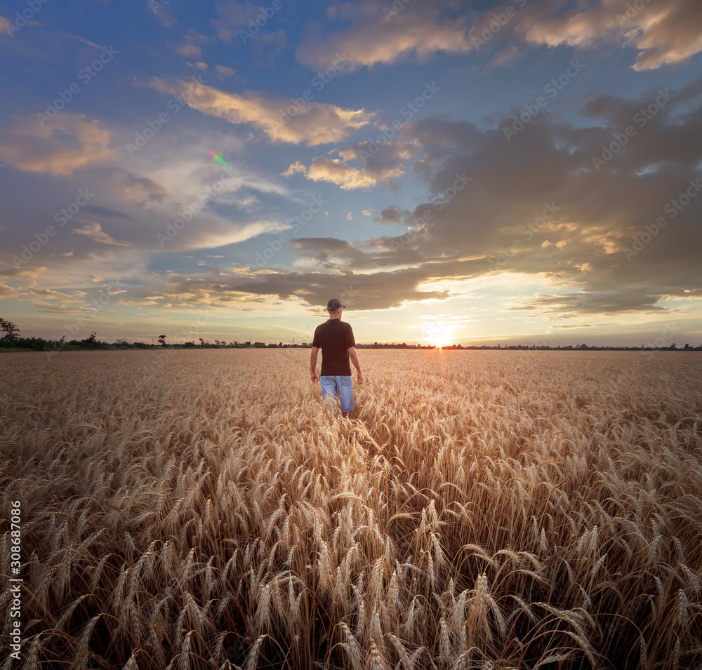 Fototapeta premium man standing on a field of wheat / evening landscape fields Ukraine