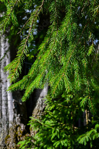 Conifer tree background