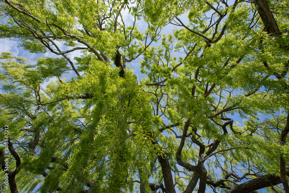 Fototapeta premium Beautiful view of Willow Tree from below.