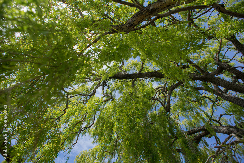Fototapeta premium Beautiful view of Willow Tree from below.