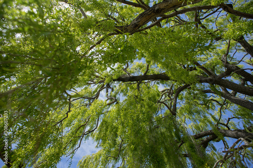 Beautiful view of Willow Tree from below.