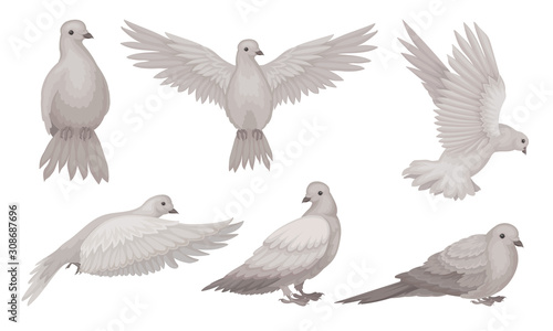 Beautiful Pigeons Collection, Dove in Different Poses, Symbol of Peace, Faith and Love Vector Illustration