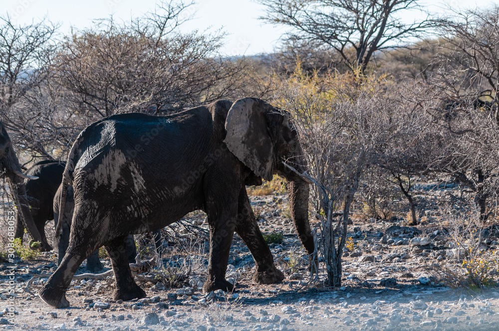 Fototapeta premium A herd of African Elephants -Loxodonta Africana- walking past after having taken a bath in a waterhole in Etosha National Park, Namibia.