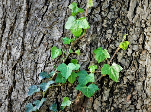 Green ivy leaves on the bark of wood
