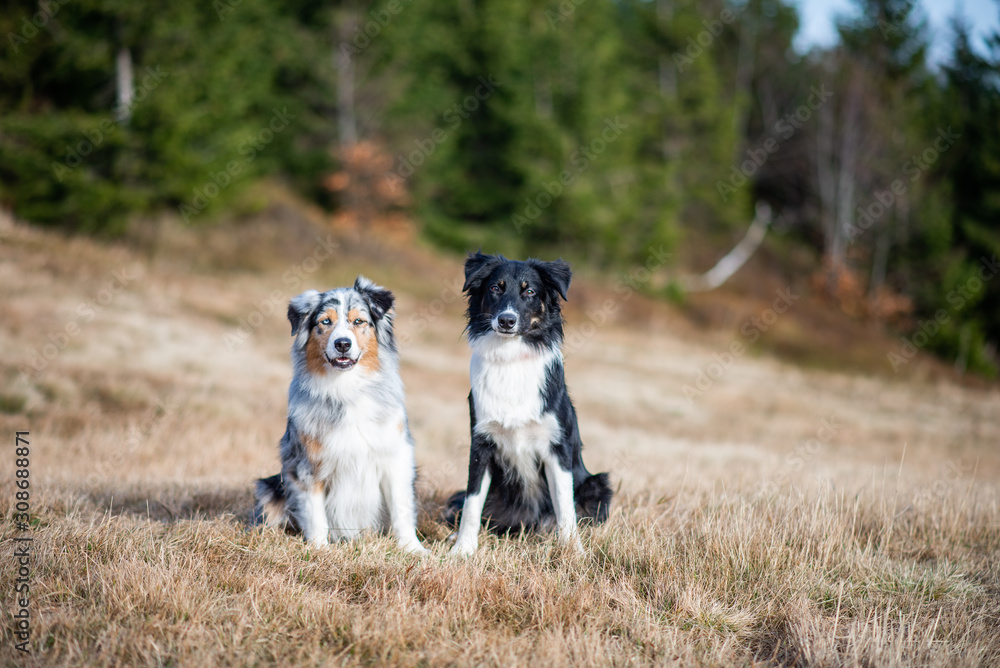 Australian shepherd