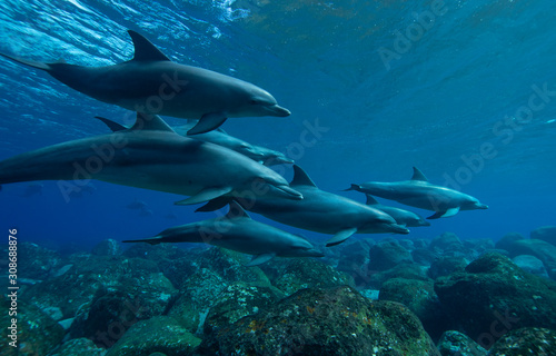 dolphins underwater photography © 敏治 荒川