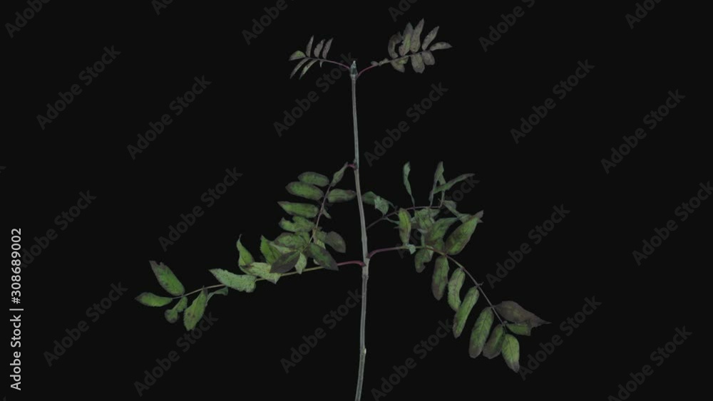 Time-lapse of drying Rowan leaves branch 5d3 in RGB + ALPHA matte format isolated on black background Time-lapse of drying Rowan leaves branch 5d3 in RGB + ALPHA matte format isolated on black background