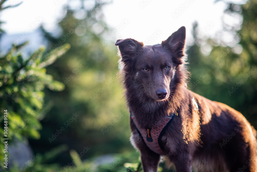 Fototapeta premium Australian shepherd
