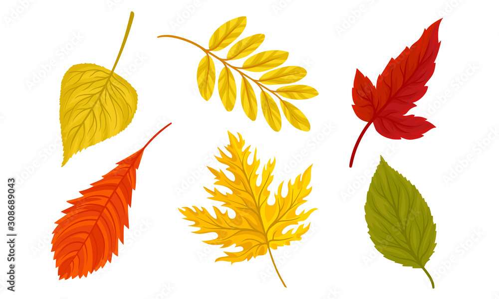 Obraz premium Autumn Leaves Collection, Colorful Bright Fall Foliage Vector Illustration