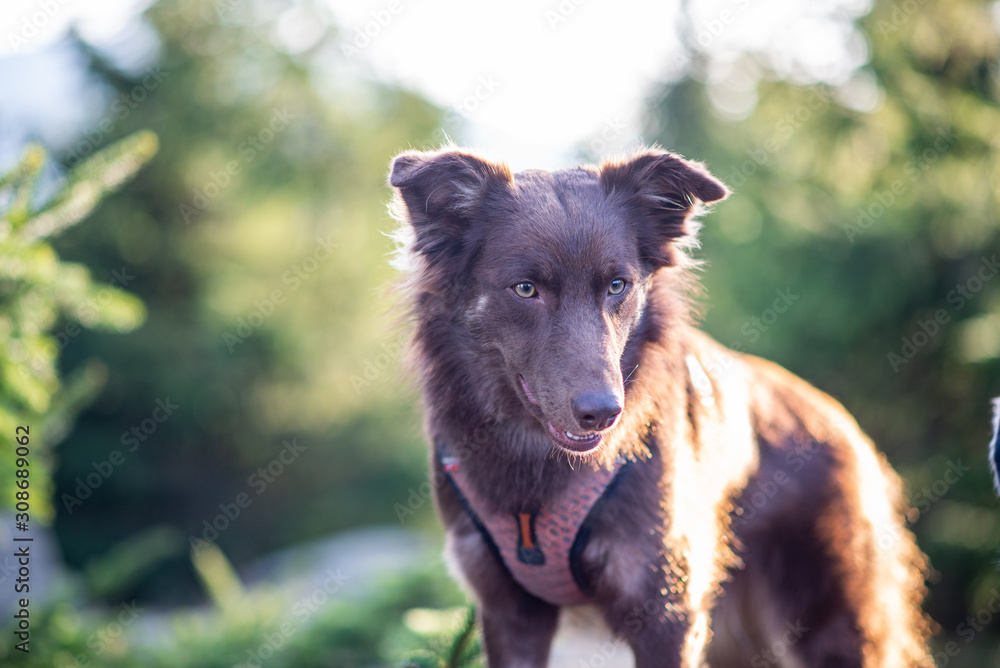 Fototapeta premium Australian shepherd