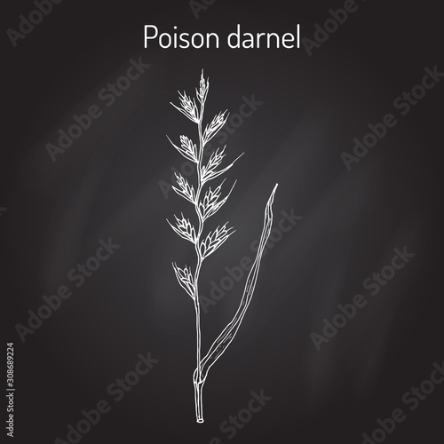 Poison darnel or cockle Lolium temulentum , medicinal plant