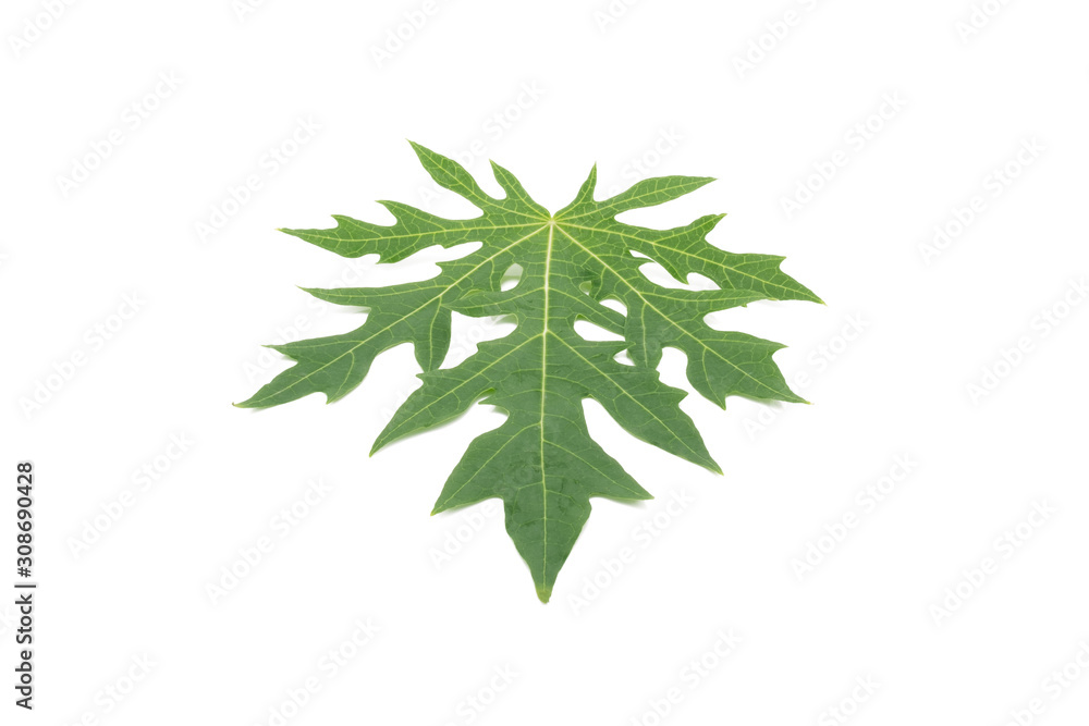Papaya leaf isolated on white background, alternative medicine