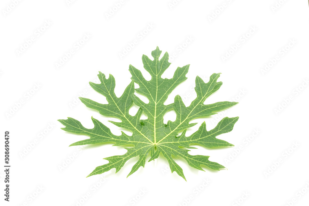 Papaya leaf isolated on white background, alternative medicine Papaya leaf isolated on white background, alternative medicine