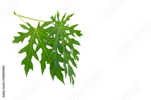 Papaya leaf isolated on white background  alternative medicine