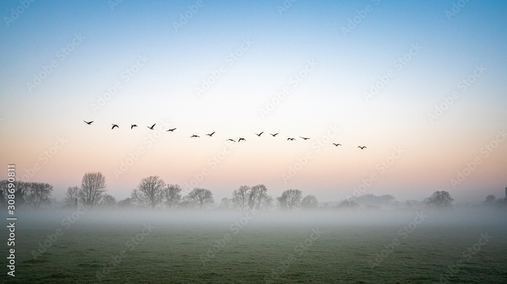 Φωτογραφία Canada geese flying in formation on a misty morning in Fotheringhay