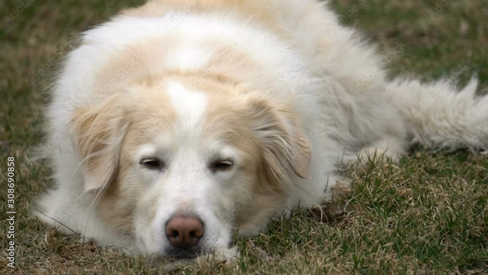 Beautiful Dog Friend (Border Collie & Pyrenees Mix) Beautiful Dog Friend (Border Collie & Pyrenees Mix)