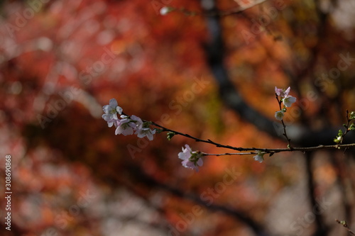 Branches of Shikizakura four season or Winter Cherry Blossoms with blurred red maple tree background, Obara, Toyota-City Aichi Japan. Selected focus. photo