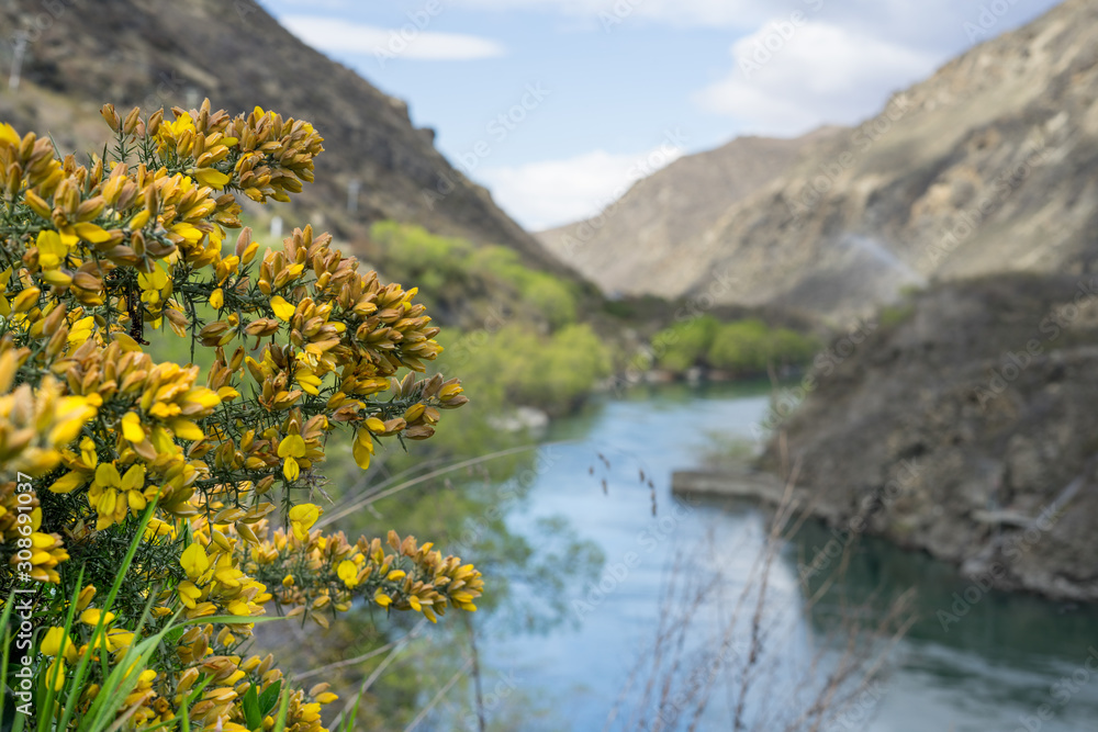 Wild yellow flower with blur blue river in the background.New Zealand road trip.