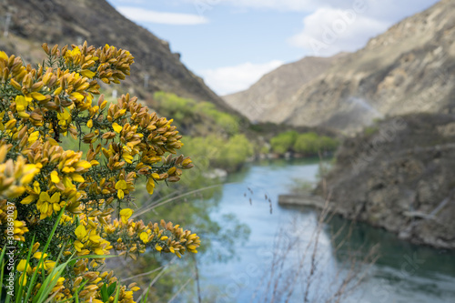 Fototapeta Naklejka Na Ścianę i Meble -  Wild yellow flower with blur blue river in the background.New Zealand road trip.