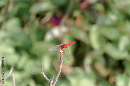 Dragonfly Damselfly insect - Odonata infraorder Anisoptera of grasshopper family with multifaceted eyes, strong pairs, transparent patched wings. Wild Animal behavior themes. Natural World background. photo