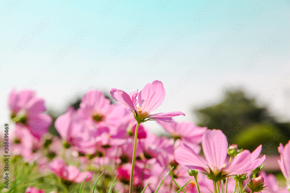 Fototapeta premium Pink blooming cosmos flower in garden