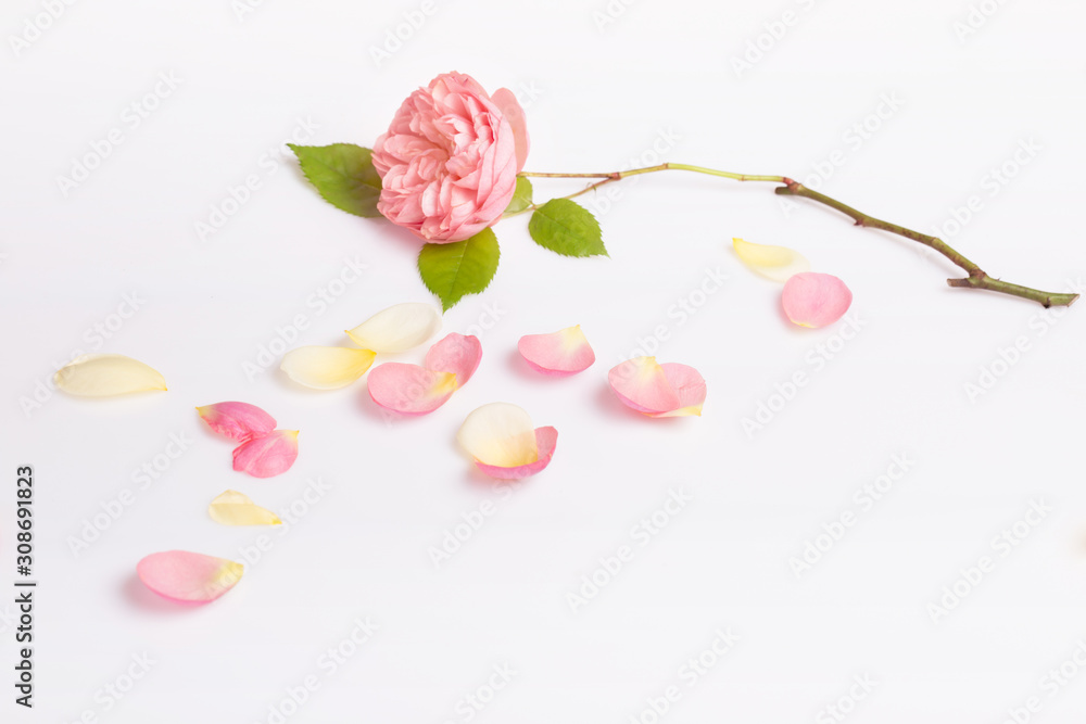 Festive flower composition on the white wooden background. Overhead view Festive flower composition on the white wooden background. Overhead view