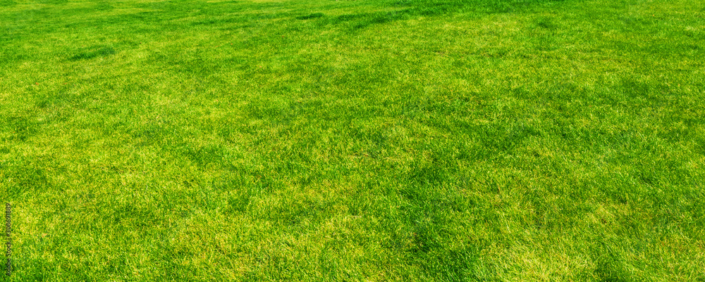 Green grass background material