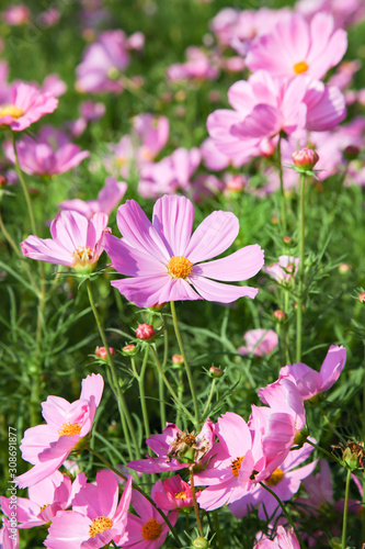 Pink blooming cosmos flower in garden