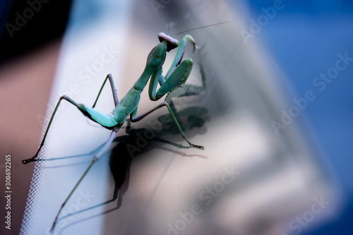 praying mantis standing on glass close up