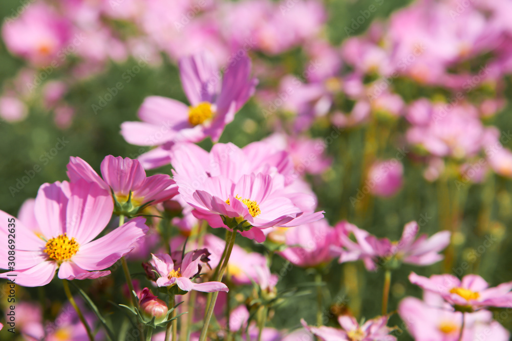 Pink blooming cosmos flower in garden Pink blooming cosmos flower in garden